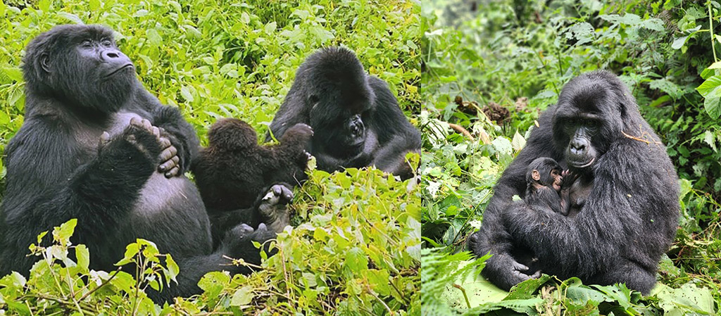 4 Days Uganda Gorilla Trekking Tours -Bwindi Experience