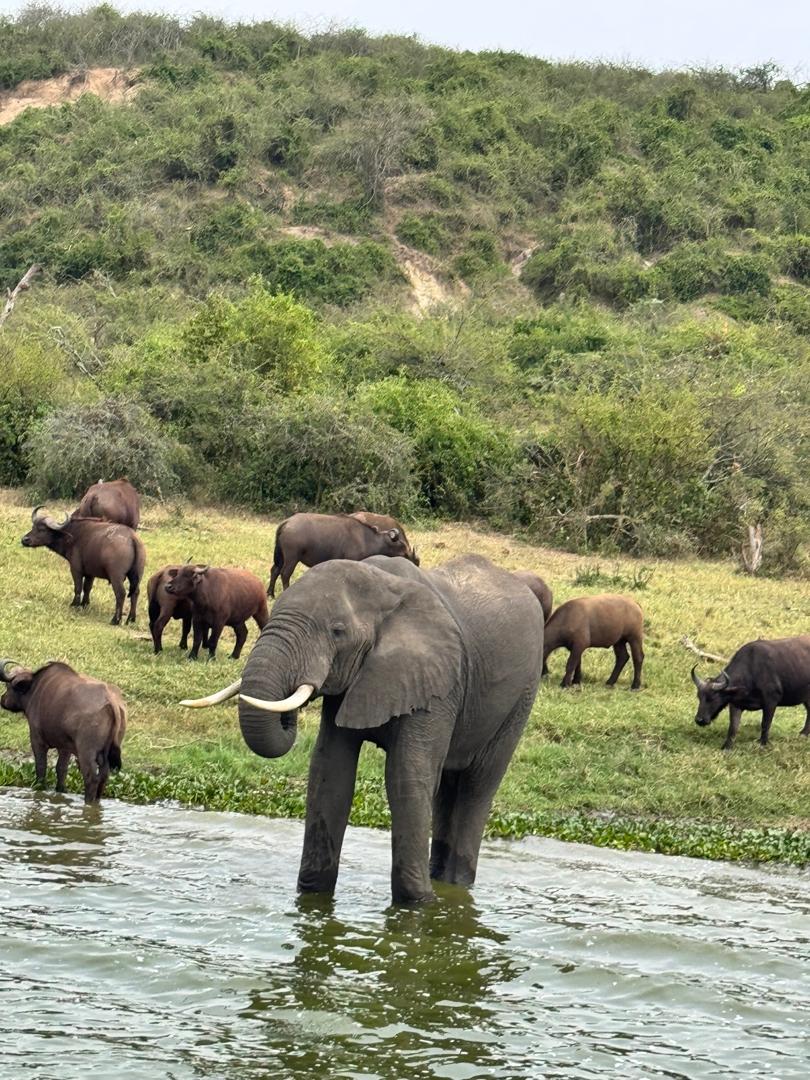 This image for Image Layouts addon