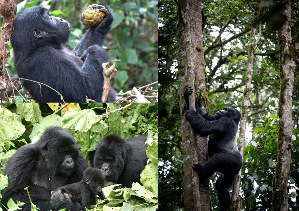 6 Days Gorilla & Chimpanzee Safari - Primate Experience & Scenic Landscapes